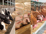 Materials for vitamin E for animal feeds