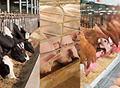 Introduction of cresol products 1